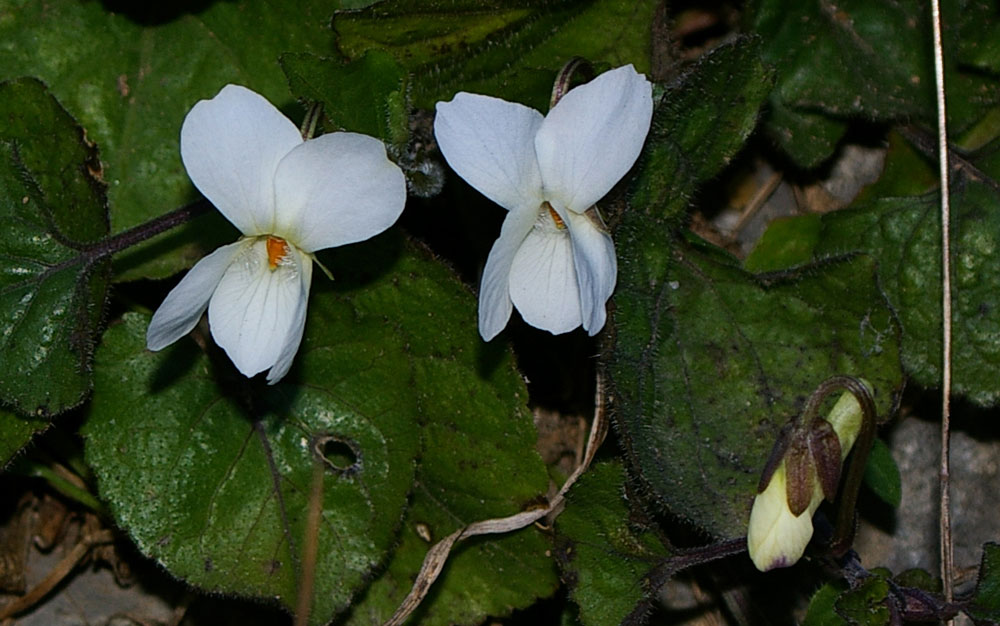 Viola alba